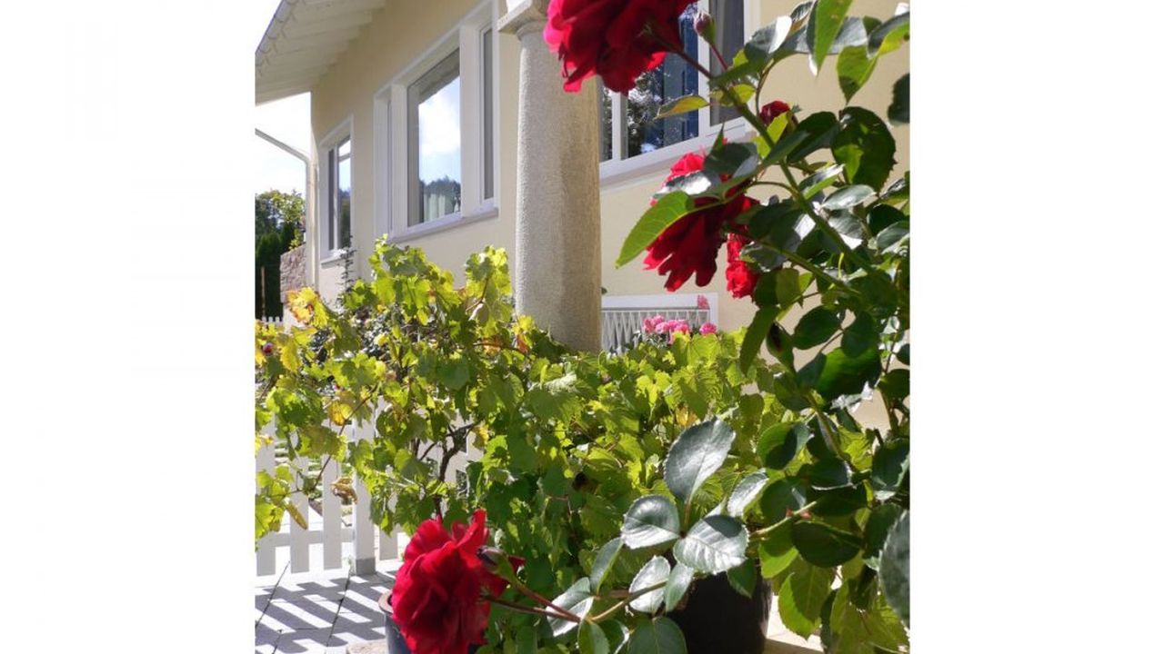 Rosen im Garten Rosen im Garten